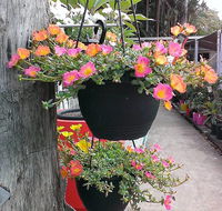 Doonan Valley Garden Centre - LBG
