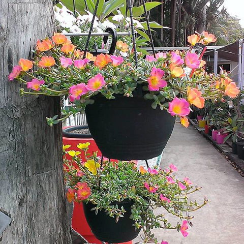 Doonan Valley Garden Centre - LBG 0
