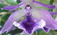 Doonan Valley Garden Centre - thumb 1