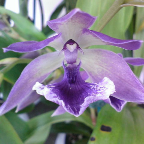 Doonan Valley Garden Centre - LBG 1
