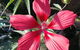 Doonan Valley Garden Centre - thumb 3