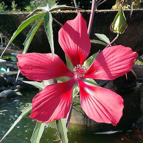 Doonan Valley Garden Centre - LBG 3