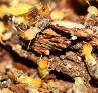 Wide BayBurnett Pest Management - LBG