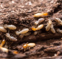 Active Pest Control Qld Pty Ltd - LBG