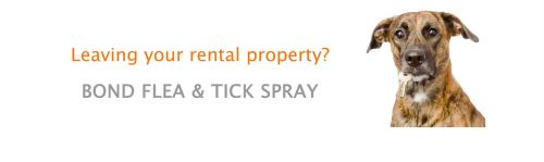 Termite Inspections Treatment Townsville QLD LBG