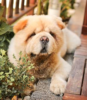 Margarets Dog Coats And Accessories - LBG 2