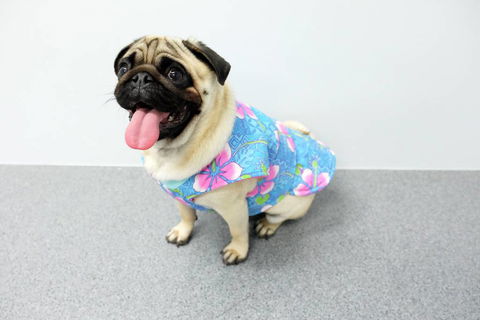 Margarets Dog Coats And Accessories - LBG 4