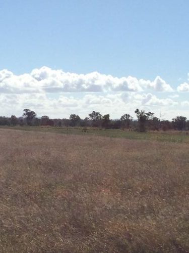 Poinciana Park Fodder Production - LBG 1