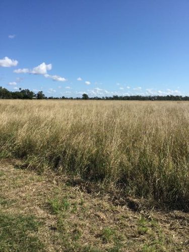 Poinciana Park Fodder Production - LBG 2