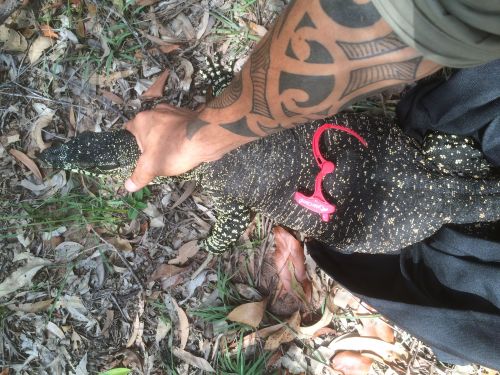 Snake Catchers LBG