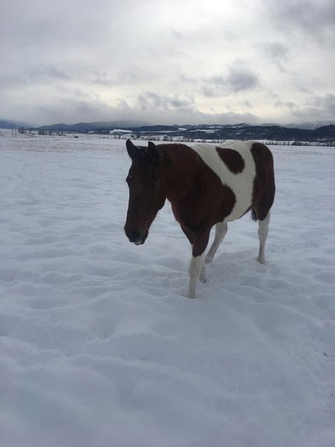 TOA Ranch - LBG 5