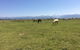 TOA Ranch - thumb 13