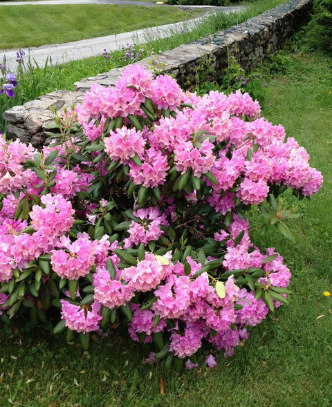 Burkehaven Lodge - LBG 15