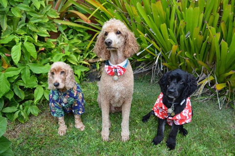 Kailua Beach Studio - Tiki Room - LBG 17