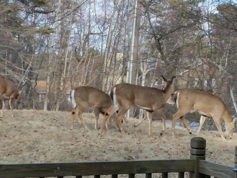 Mountaintop Lake Cottage - LBG 37