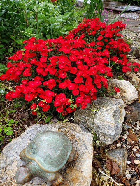 Harmony Hill Bed And Breakfast - LBG 12