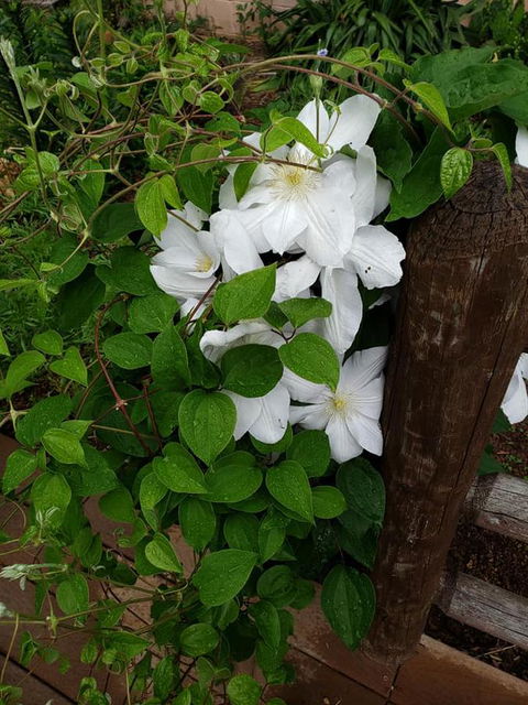 Harmony Hill Bed And Breakfast - LBG 11