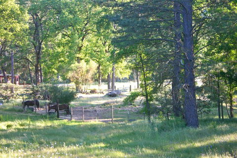 Little Red Caboose - LBG 1