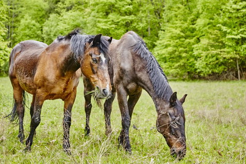 Tentrr - Grotto View At Stone Mountain - LBG 2