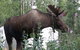 Moose Tracks B & B - thumb 33