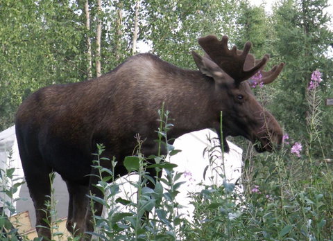 Moose Tracks B & B - LBG 33