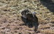 Moose Tracks B & B - thumb 20