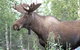 Moose Tracks B & B - thumb 44