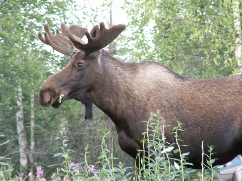 Moose Tracks B & B - LBG 44