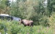 Moose Tracks B & B - thumb 19