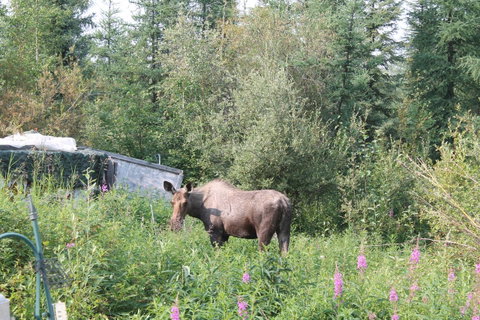 Moose Tracks B & B - LBG 19