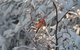 Moose Tracks B & B - thumb 43