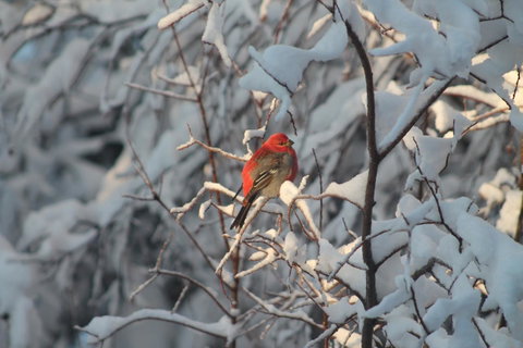 Moose Tracks B & B - LBG 43