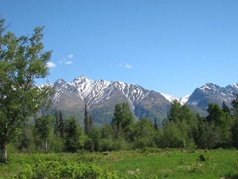 Pine Cottage At Alaska Backcountry Cottages - LBG 32