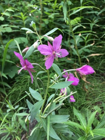 Pine Cottage At Alaska Backcountry Cottages - LBG 30