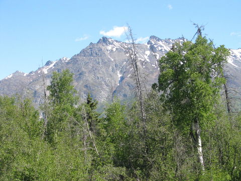 Pine Cottage At Alaska Backcountry Cottages - LBG 31