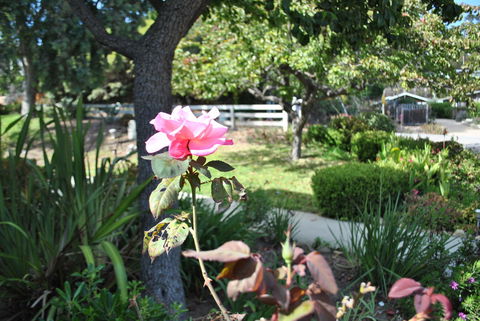 Summerland Inn - LBG 34