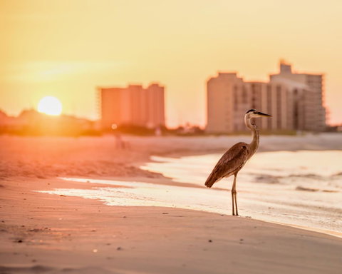 25805 Perdido Beach Condo - LBG 20