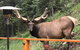 Elk Run Bed And Breakfast - thumb 4