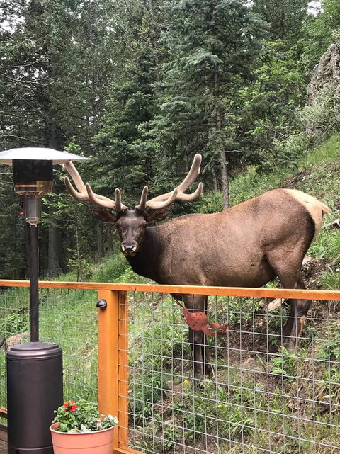 Elk Run Bed And Breakfast - LBG 4