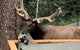 Elk Run Bed And Breakfast - thumb 5