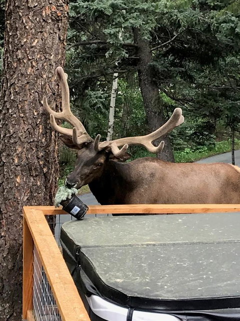 Elk Run Bed And Breakfast - LBG 5
